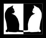-black-and-white-cats.jpg