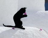 hubert--klein-cat-and-flower.jpg